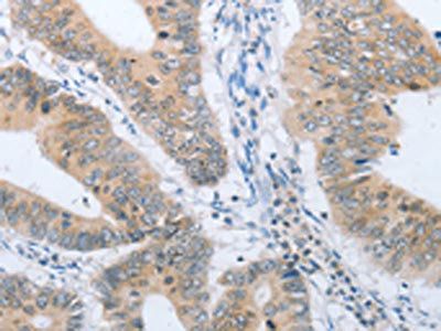 CHRNA10 Antibody