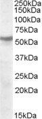 CHRNB1/ACHRB Antibody