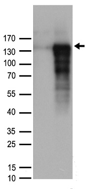 Chromogranin B Antibody