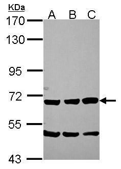 Chromogranin C Rabbit Polyclonal Antibody