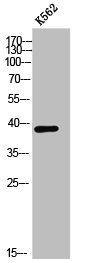 CHST13 Antibody