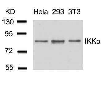 CHUK Antibody