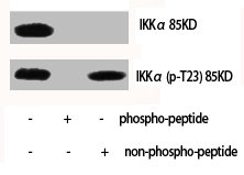 CHUK Antibody