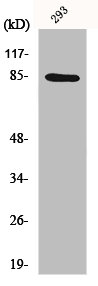 CHUK Antibody