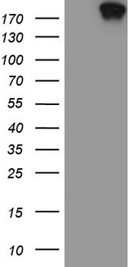 cIAP2 Antibody