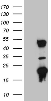 CIAPIN1 Antibody