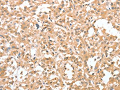 CIAPIN1 Antibody