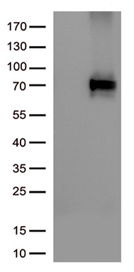 CIB1 Antibody
