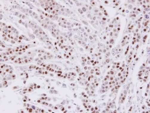 CIP29 antibody [N1C3]