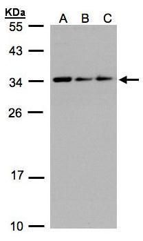 CIP29 antibody [N1C3]