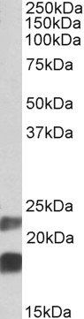 CIRBP (aa 81-91) Antibody