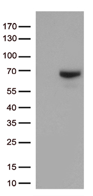 CSNK1E Antibody