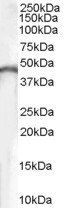 CKB/Brain Creatine Kinase Antibody