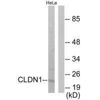 CLDN1 Antibody