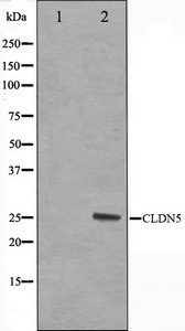CLDN5 Antibody
