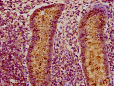 CLCA1 Antibody