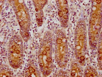 CLCA1 Antibody