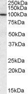 Goat anti-CLCA1 (aa872-884) Antibody
