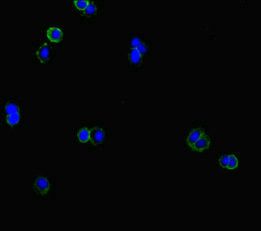 CLCN1 Antibody