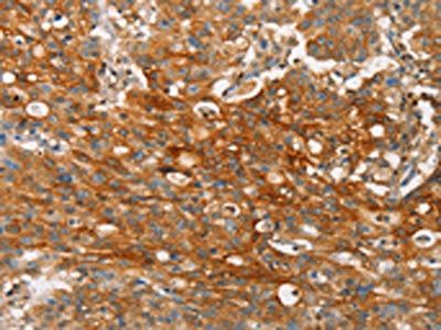 CLDN11 Antibody