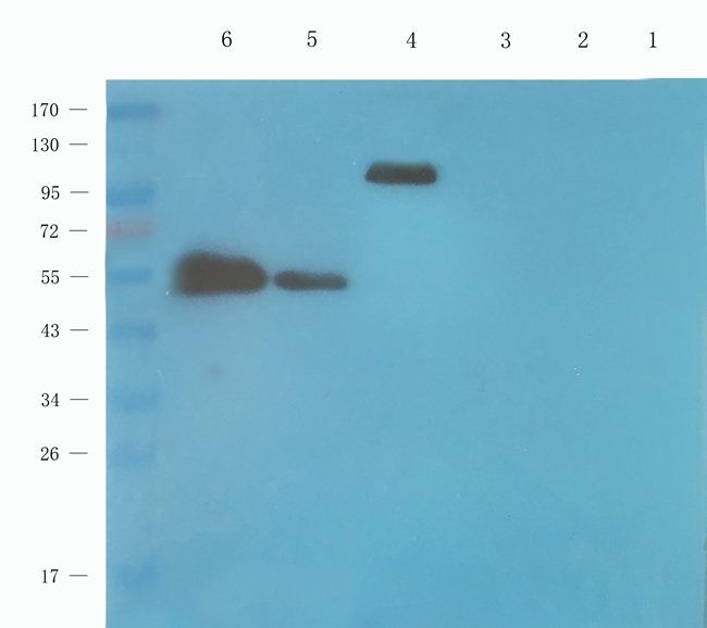 CLDN3 Rabbit Polyclonal Antibody