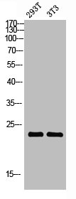 CLDN3 Antibody