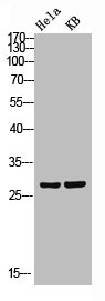CLDN3 Antibody
