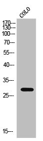 CLDN3 Antibody