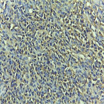 Cleaved-Caspase 3 (Asp175), p17 Antibody