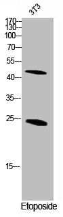 CASP1 Antibody
