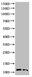 CASP3 Antibody