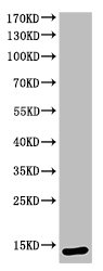CASP3 Antibody