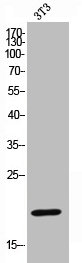 CASP4 Antibody