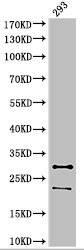 CASP6 Antibody