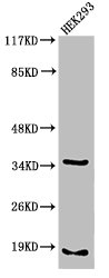 CASP6 Antibody