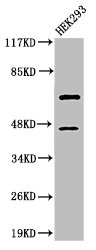 CASP8 Antibody