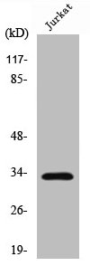 CTSA Antibody
