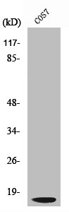 CTSD Antibody