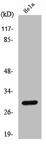 CTSL Antibody