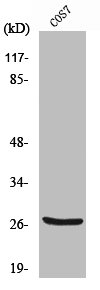 CTSZ Antibody