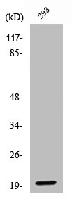 EFNA2 Antibody
