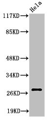 ITGA6 Antibody