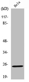 KLK11 Antibody