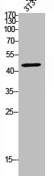 MMP10 Antibody