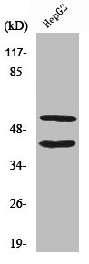 MMP10 Antibody
