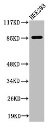 MPO Antibody