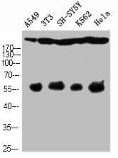 NOTCH4 Antibody