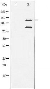 PARP1 Antibody