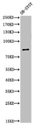 PARP1 Antibody