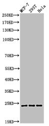 PARP1 Antibody